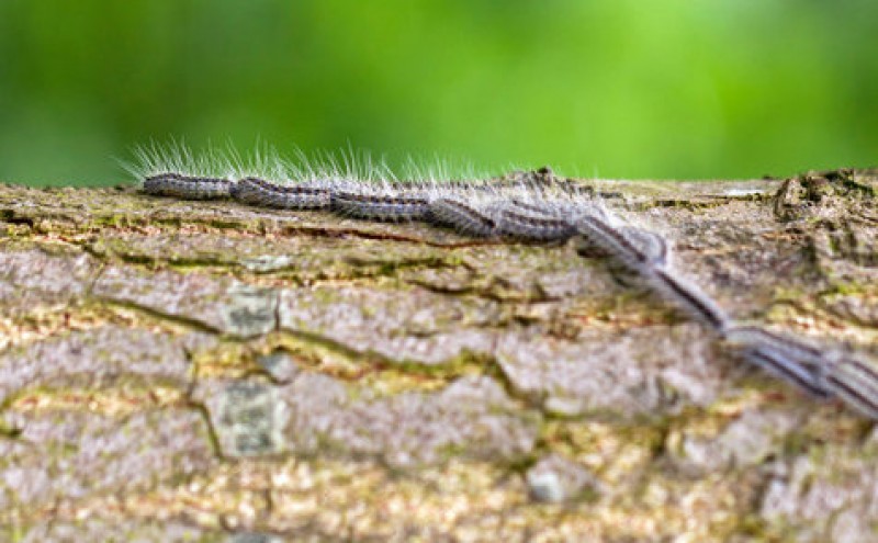 The pine processionary caterpillar, a serious threat to dogs and cats in Spain