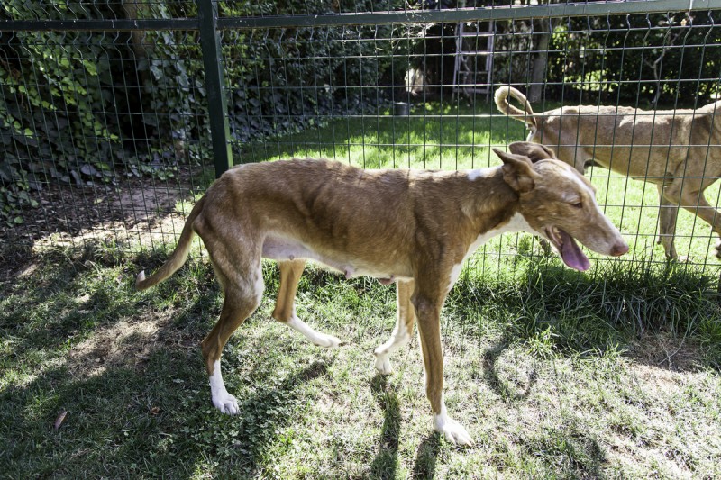 Canine leishmaniosis, a fatal mosquito-transmitted disease which affects dogs in Spain