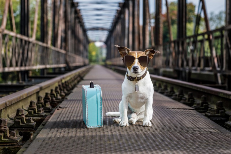 Pet Passports in the EU