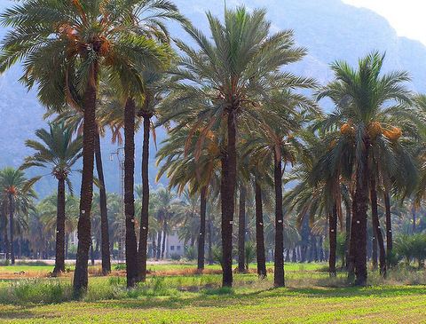 The Palmeral of Orihuela