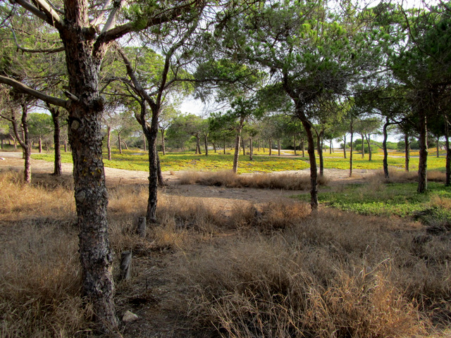 Playa del Campo / Platja del Camp, Guardamar del Segura