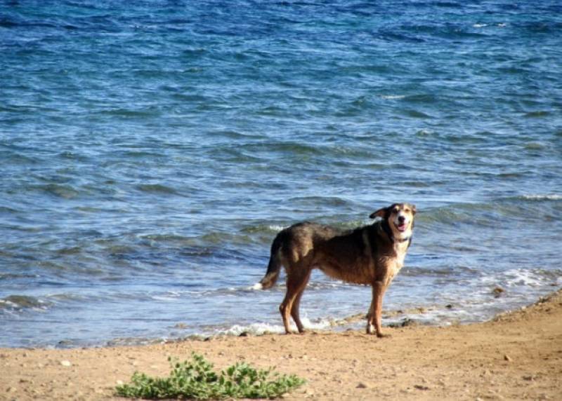 8 dog-friendly beaches in the Region of Murcia