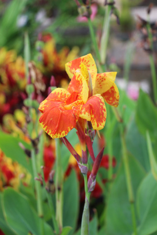 Dividing and clearing canna plants