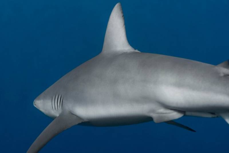 VIDEO: Spanish beaches closed after terrifying shark close encounters