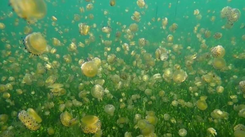 No jellyfish nets in the Mar Menor yet