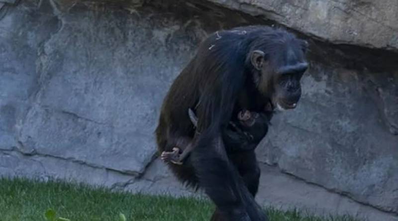 Valencia Zoo chimp finally gives up her dead baby after 7 months