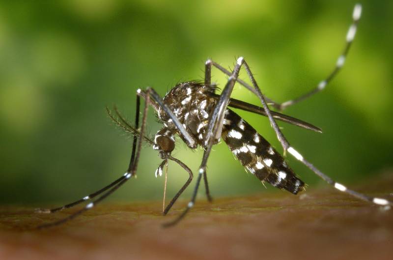 Tiger mosquitoes spotted for the first time in Doñana: what you need to know