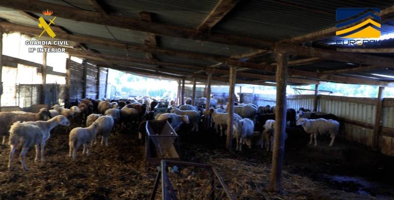 Illegal meat network supplying Madrid restaurants dismantled