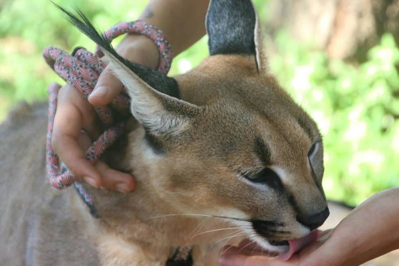 Desert lynx rescued after two weeks on the run in Cádiz