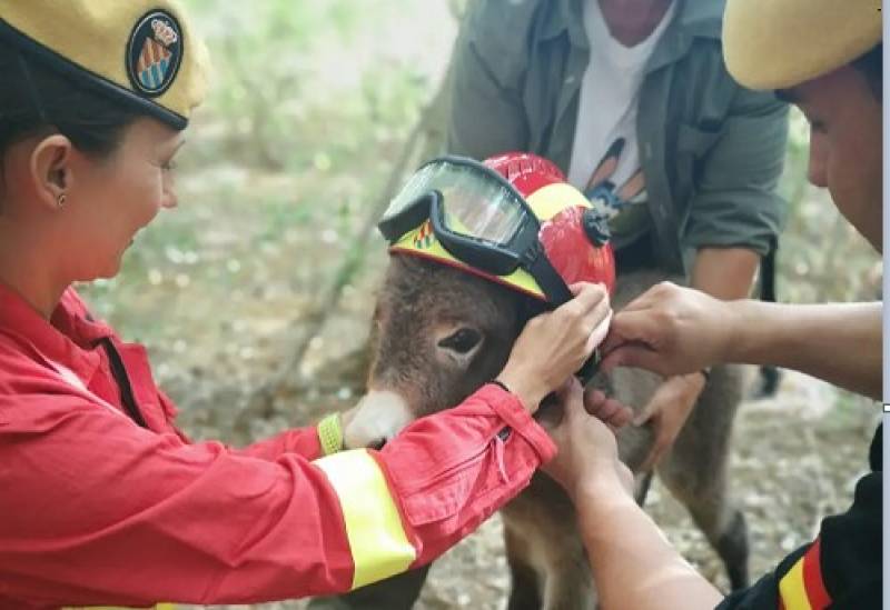 Meet the donkeys saving Spain's forests