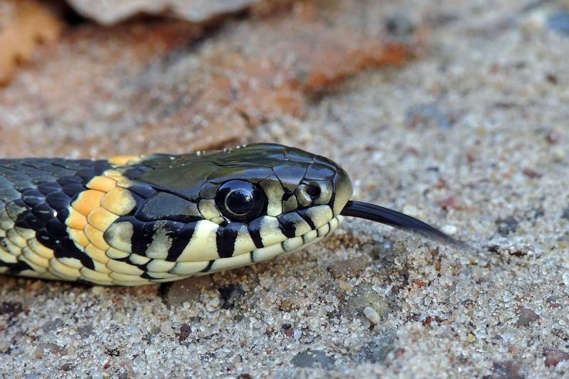 Wildlife alert in Cartagena neighbourhood as snakes and wild boars cause concern