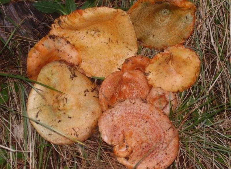 November 9 to 30, Cehegín en su punto, gastronomy and hiking in the north-west of Murcia!