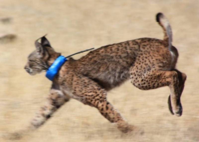 Spanish scientists create first Iberian Lynx embryos in laboratory breakthrough