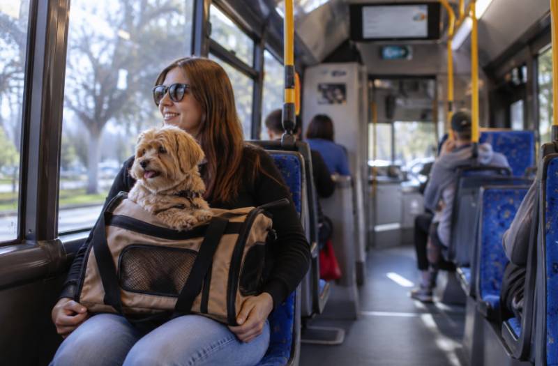 Dogs and cats could soon be allowed on buses across the Region of Murcia