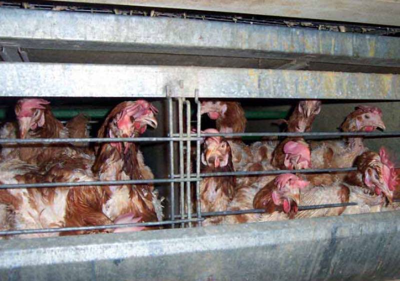 Mallorca egg farm reported over alleged hygiene and welfare failures
